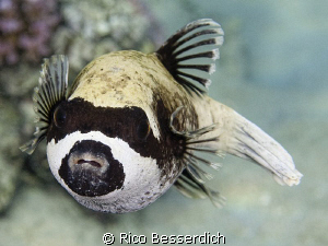 "Hands Up !"
Masked Pufferfish, Sharm El Sheikh - Egypt by Rico Besserdich 
